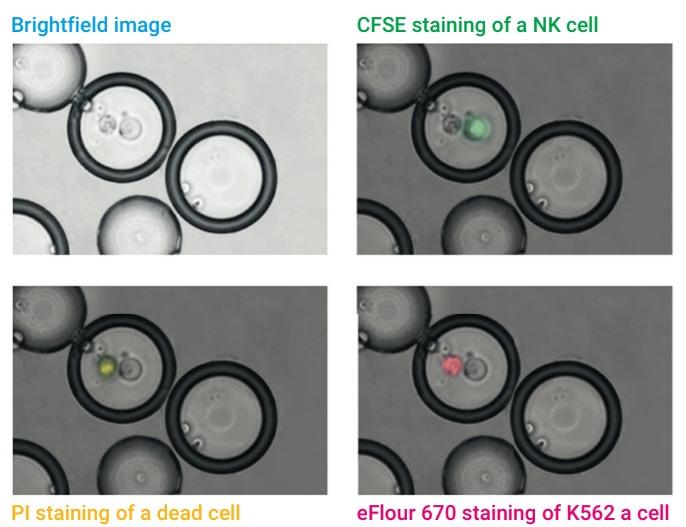 t cell cancer cell CAR tcell Cell killing